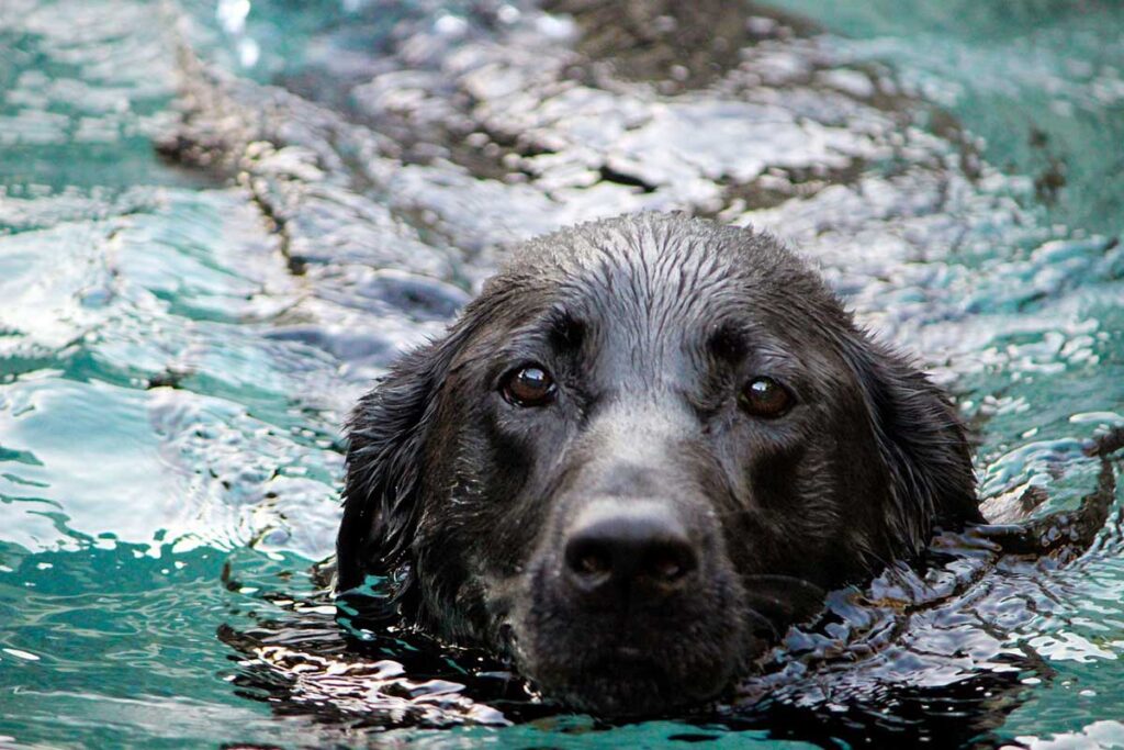Image of a black lab dog emerging from the water.