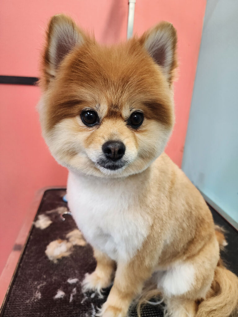 Shampooches Client