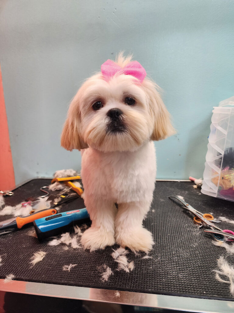 Shampooches client with a bow on top