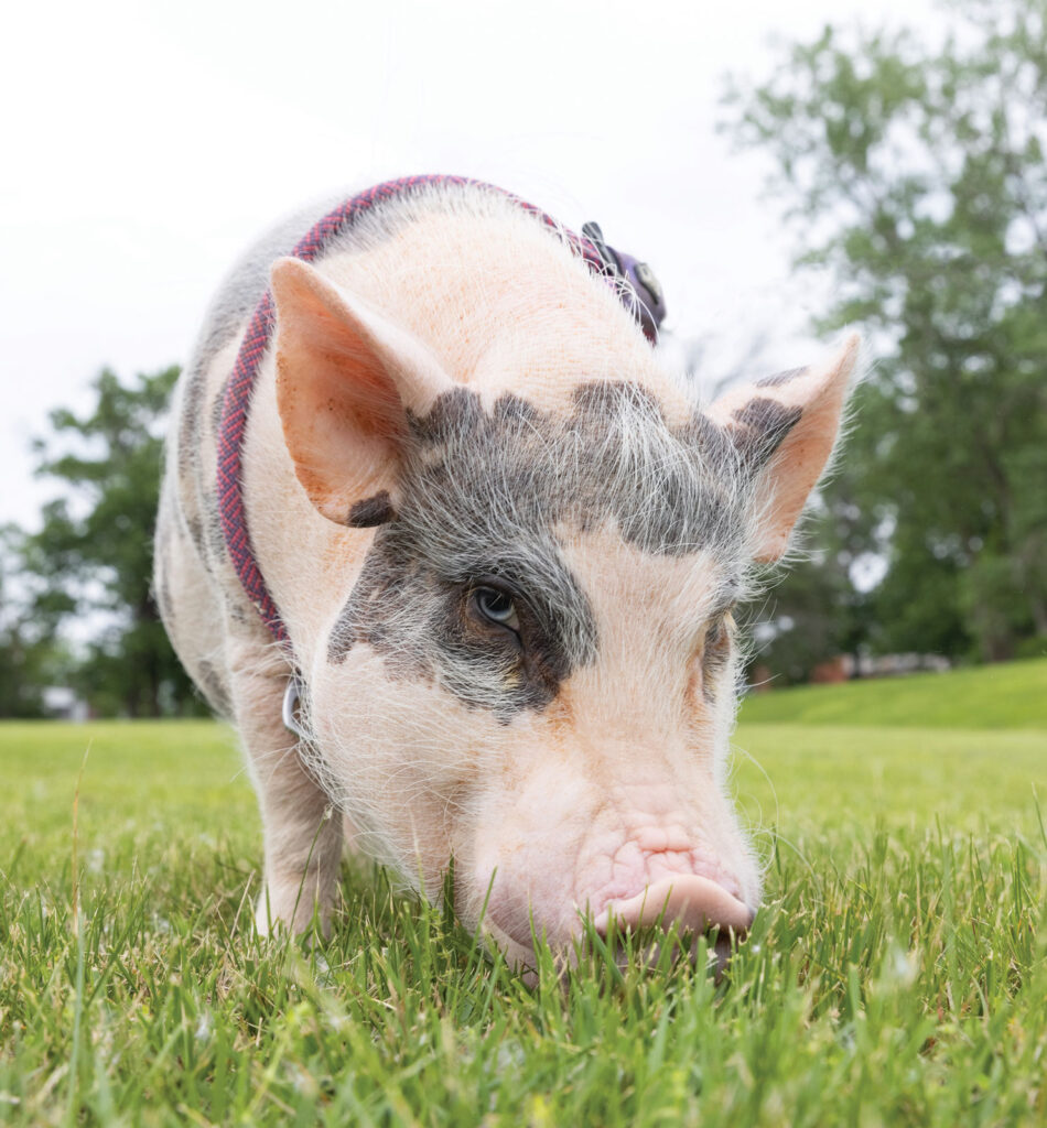 Truffles munching on some grass.